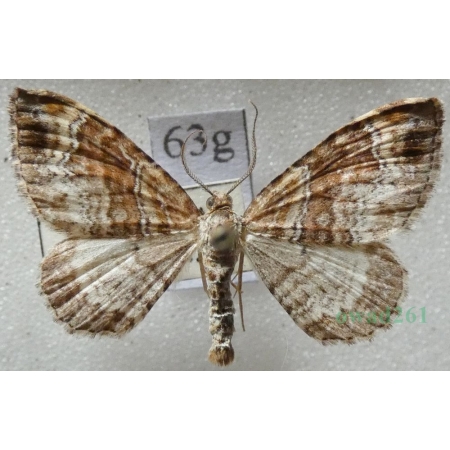 Xanthorhoe spadicearia (Denis & Schiffermüller, 1775) male Paśnik cisawiak Czech63g